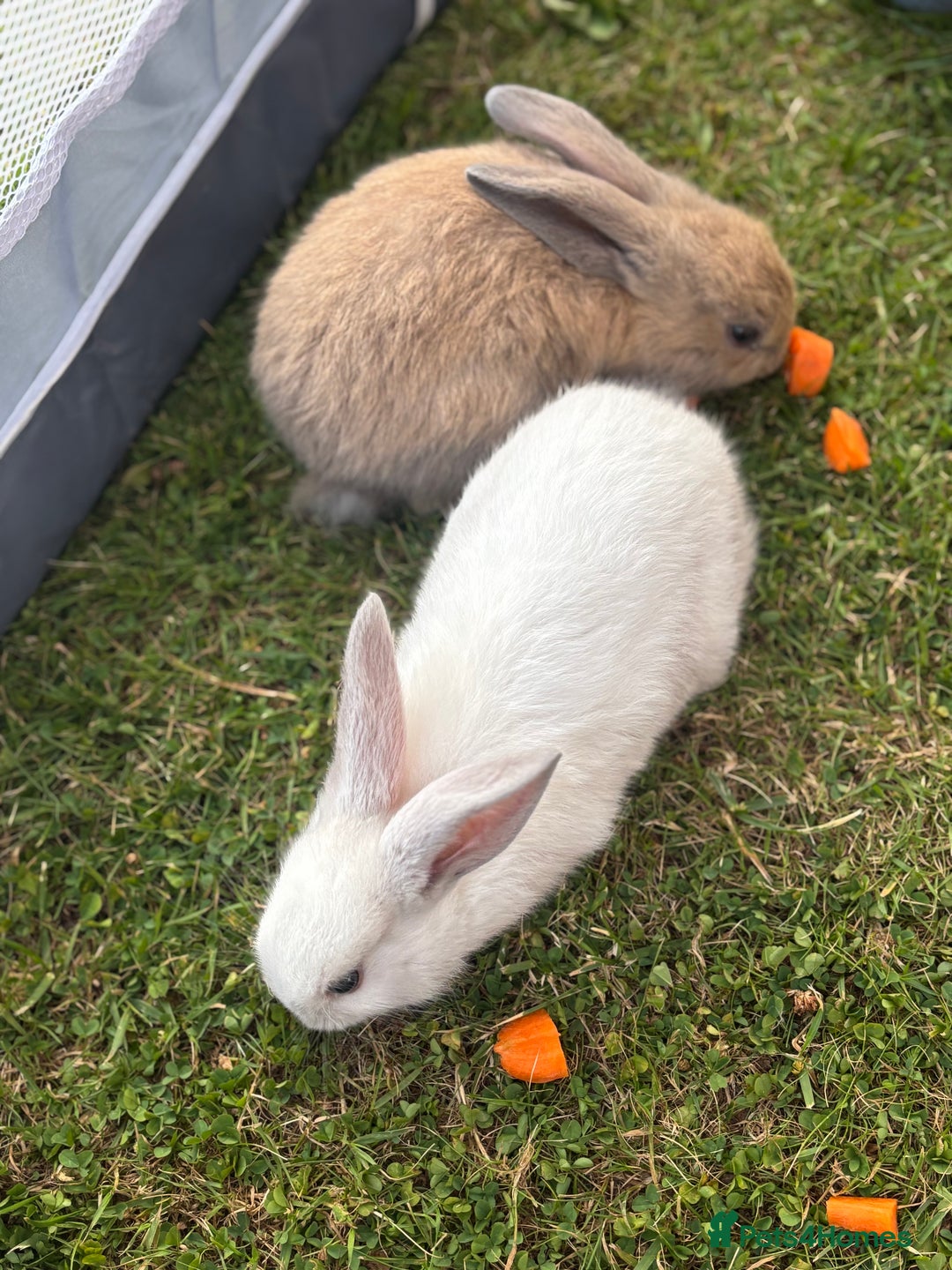 Mini Lop rabbits for sale: Bunny’s ready for 5 star homes  - Image 4