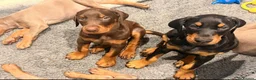 Dobermann dogs for stud: KC reg health tested Stud carries brown and dilute in Stockton-on-Tees - Advert 16