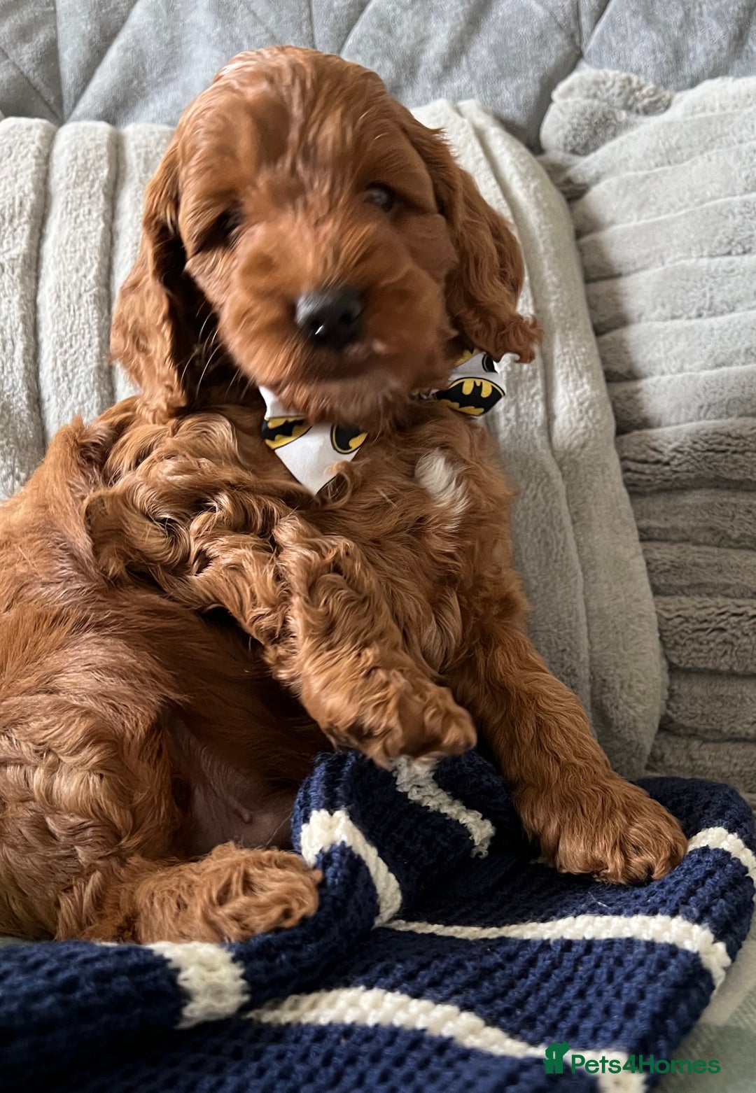 Cockapoo dogs for sale: Beautiful Red F1B Cockapoo puppies  - Image 7