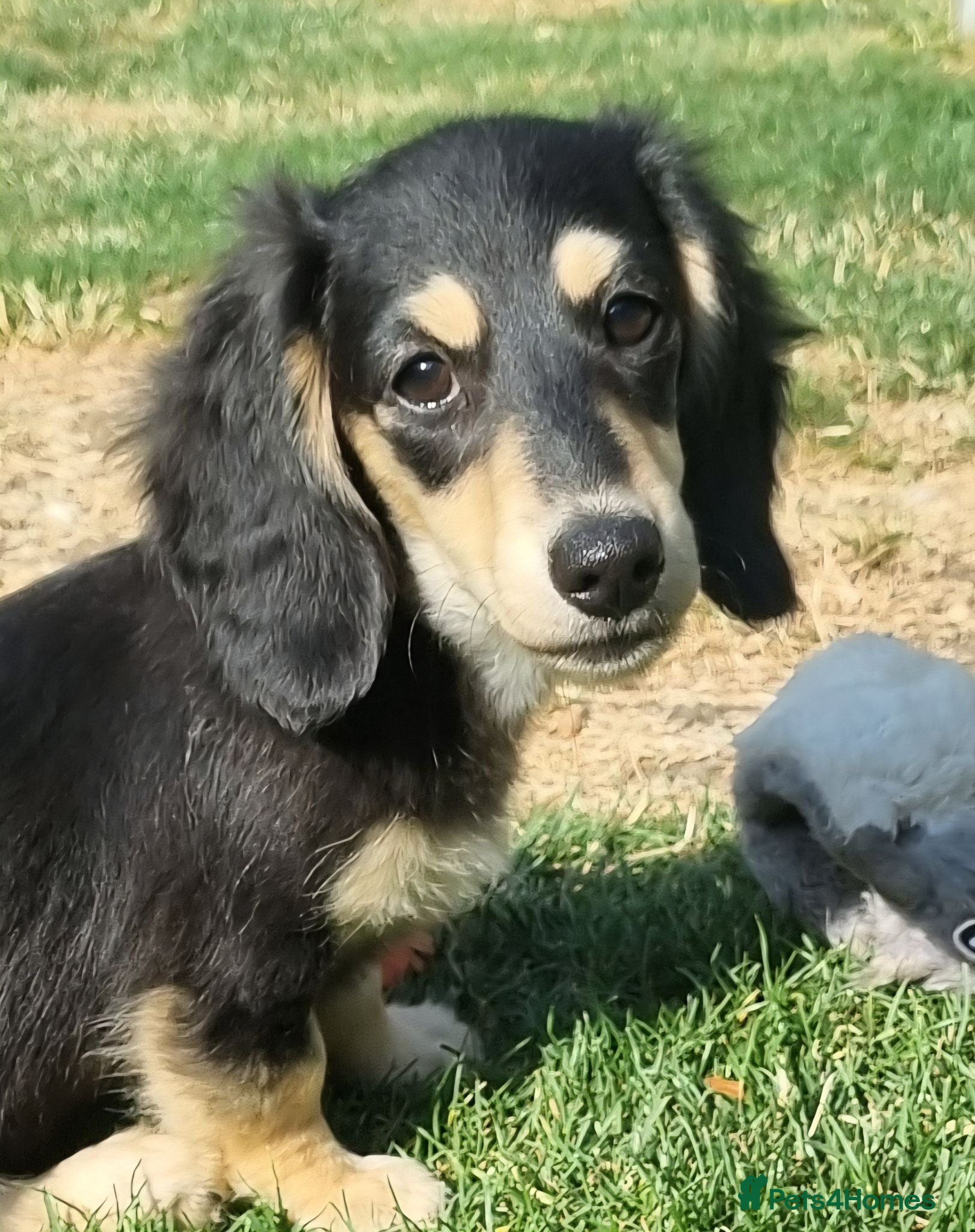 Miniature Dachshund dogs Last Beautiful KC Reg.MiniatureLH Dachshund Puppy  - Advert 3