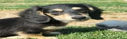Miniature Dachshund dogs for sale: Last Beautiful KC Reg.MiniatureLH Dachshund Puppy  - Advert 1