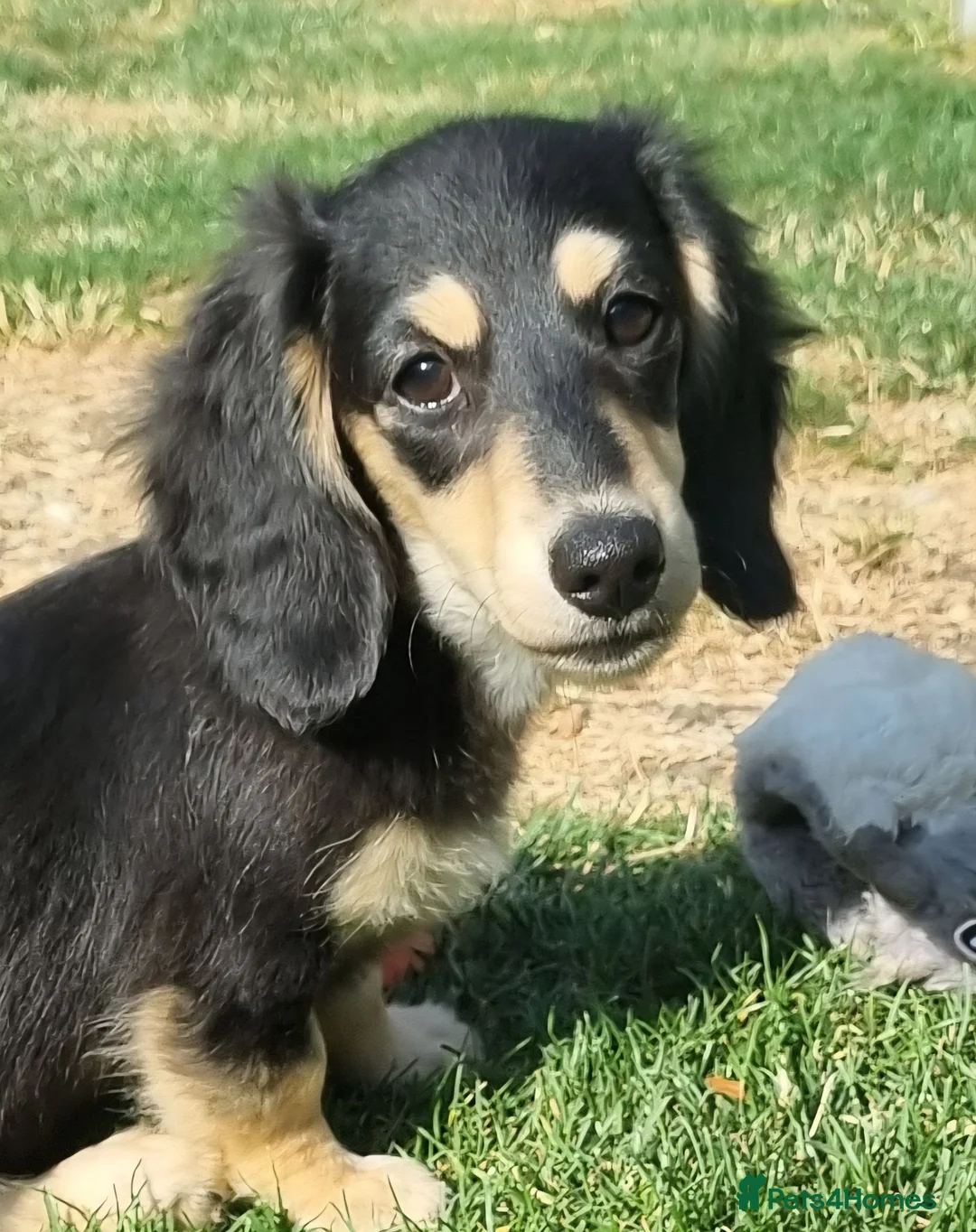 Miniature Dachshund dogs for sale: Last Beautiful KC Reg.MiniatureLH Dachshund Puppy  - Advert 1