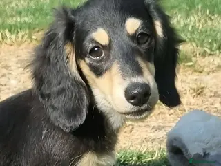 Miniature Dachshund dogs Last Beautiful KC Reg.MiniatureLH Dachshund Puppy - Advert 3