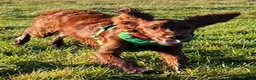 Irish Setter dogs for sale: Quality IRISH SETTER Puppies - Advert 15