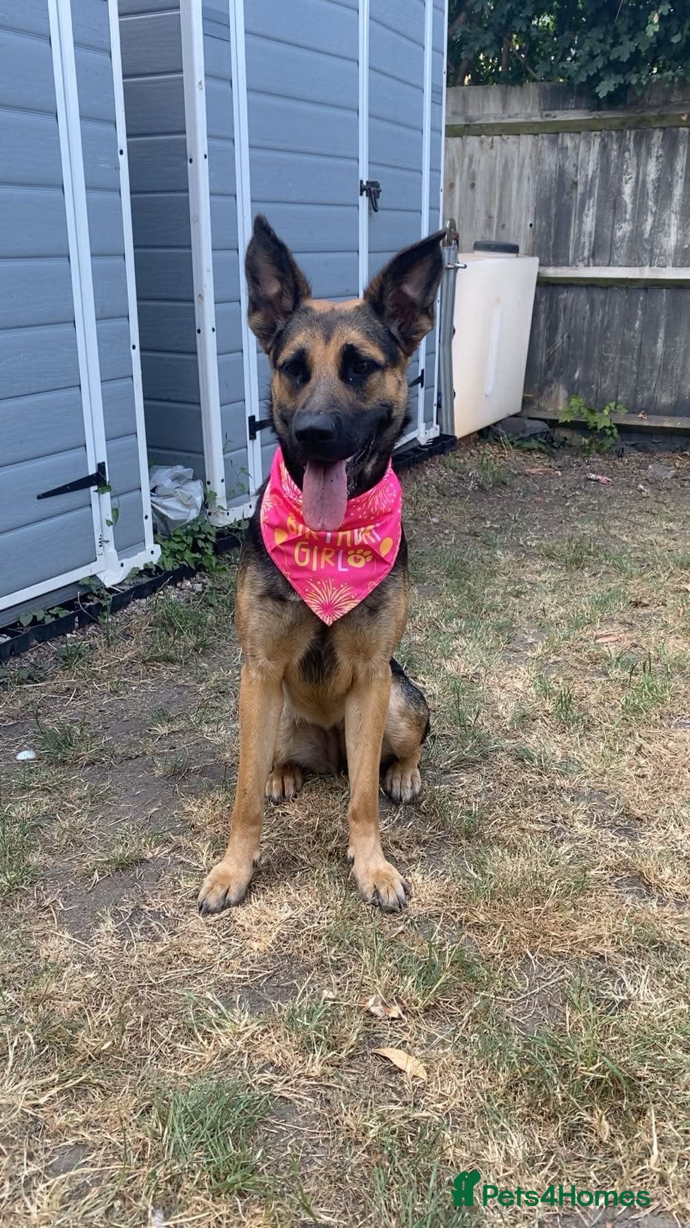 Mixed Breed dogs 1 yr old German shepherd mixed needs new home  - Advert 7