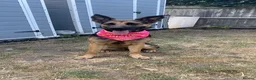Mixed Breed dogs for sale: 1 yr old German shepherd mixed needs new home  in Pewsey - Advert 1