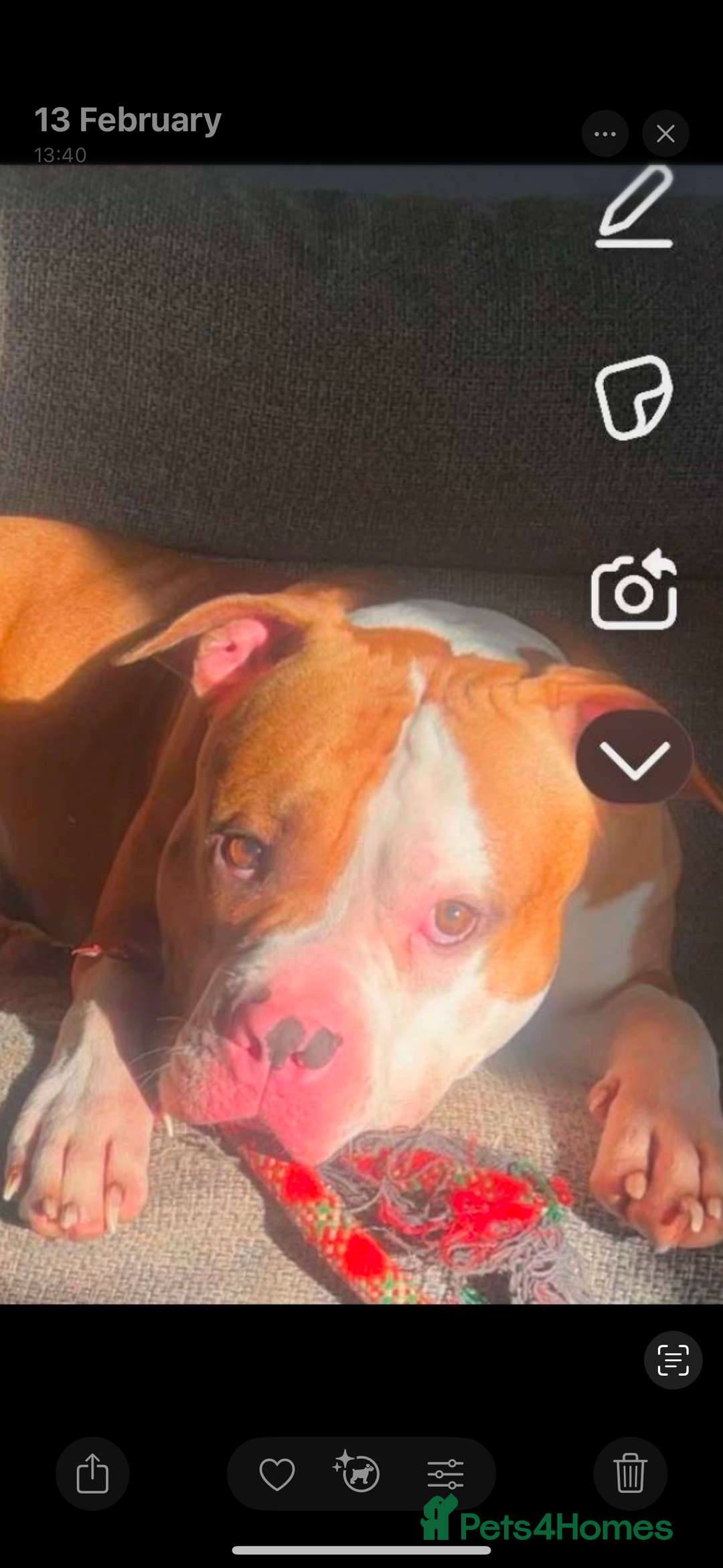 Mixed Breed dogs for sale: Reggie - Image 5