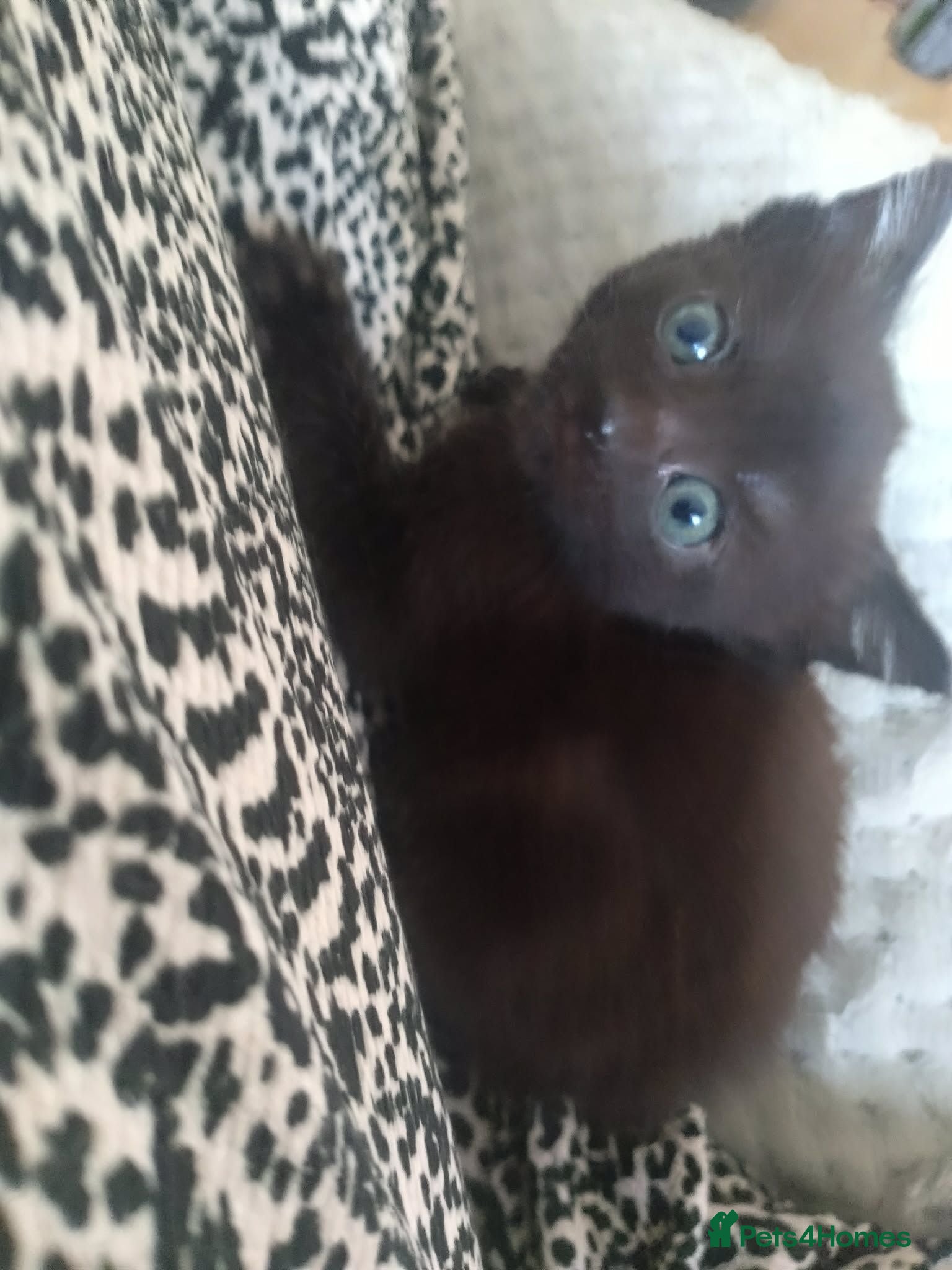 Mixed Breed cats Kittens ready now  - Advert 12