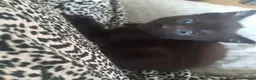 Mixed Breed cats for sale: Kittens ready now  - Advert 3