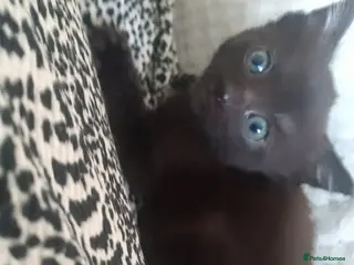 Mixed Breed cats Kittens ready now - Advert 2
