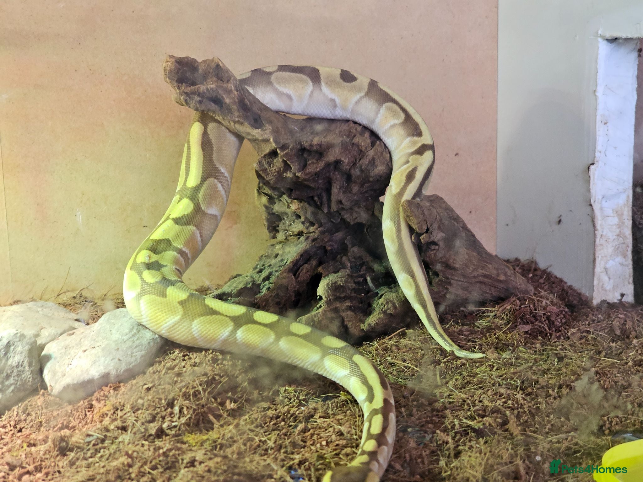 Snake reptiles Female ball python - Advert 1