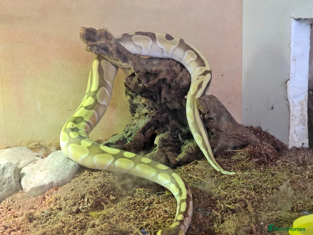 Snake reptiles for sale: Female ball python - Advert 1