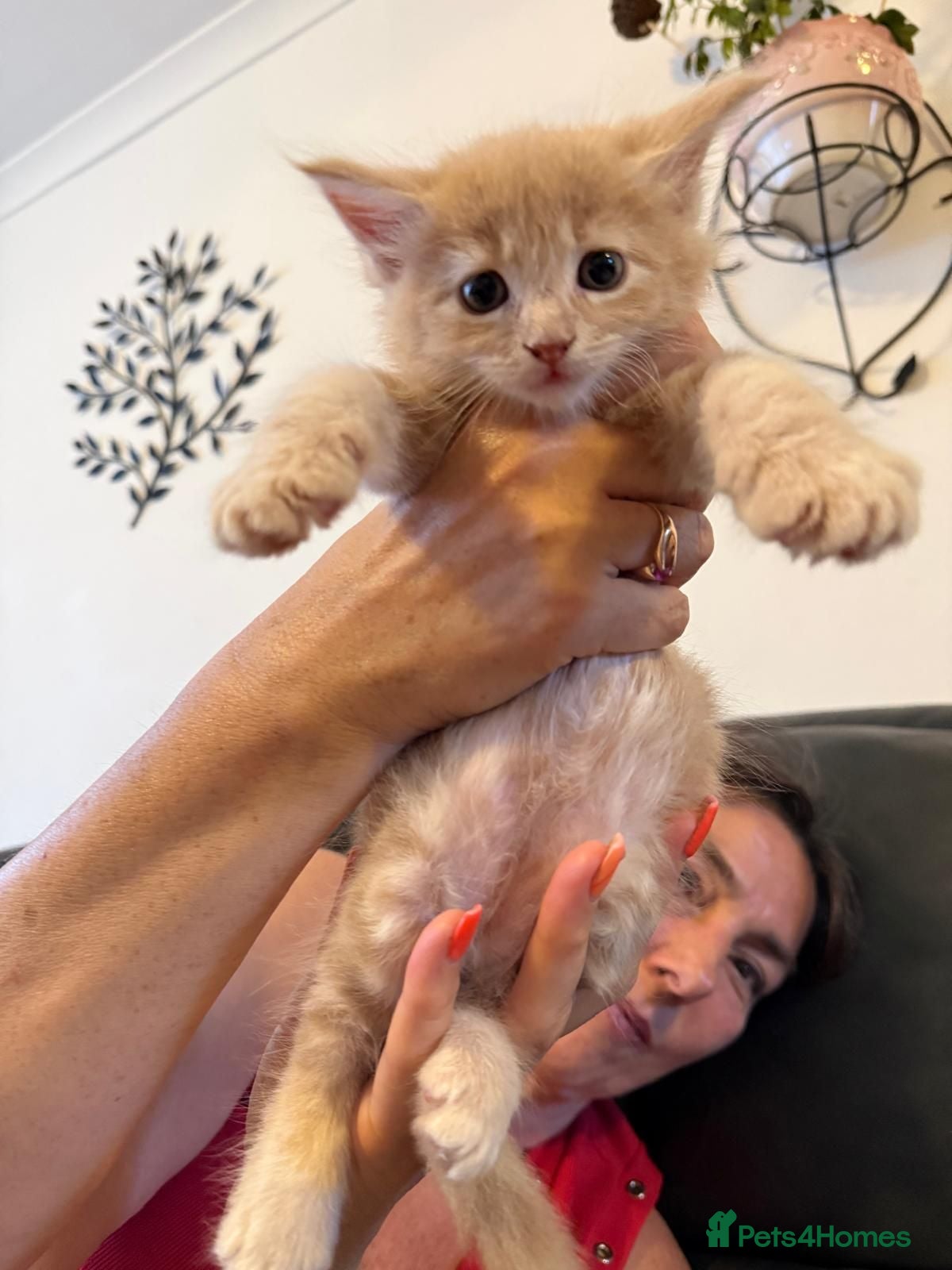 Maine Coon cats  Maine Coon Kittens Looking for Their newHomes 🐾 - Advert 1