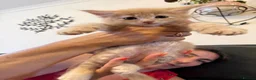 Maine Coon cats for sale:  Maine Coon Kittens Looking for Their newHomes 🐾 - Advert 1