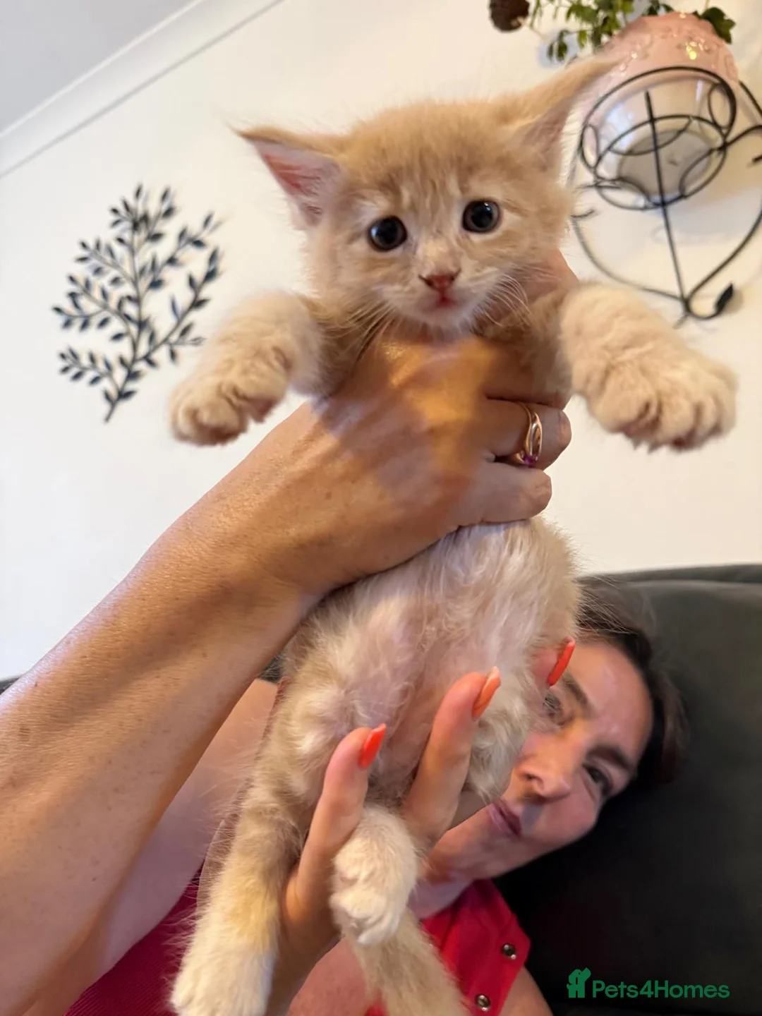 Maine Coon cats for sale:  Maine Coon Kittens Looking for Their newHomes 🐾 - Advert 1