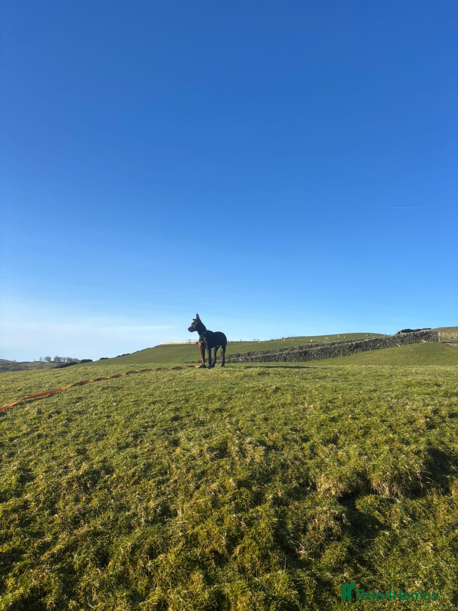 Mixed Breed dogs Puppy needing to be rehomed - Advert 2