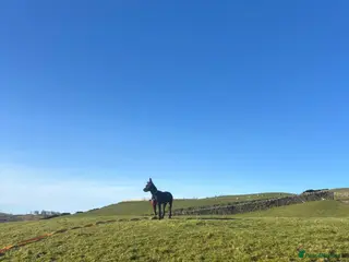 Mixed Breed dogs Puppy needing to be rehomed - Advert 2