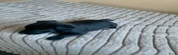 Patterdale Terrier dogs for sale: Patterdale terrier pups  - Advert 9