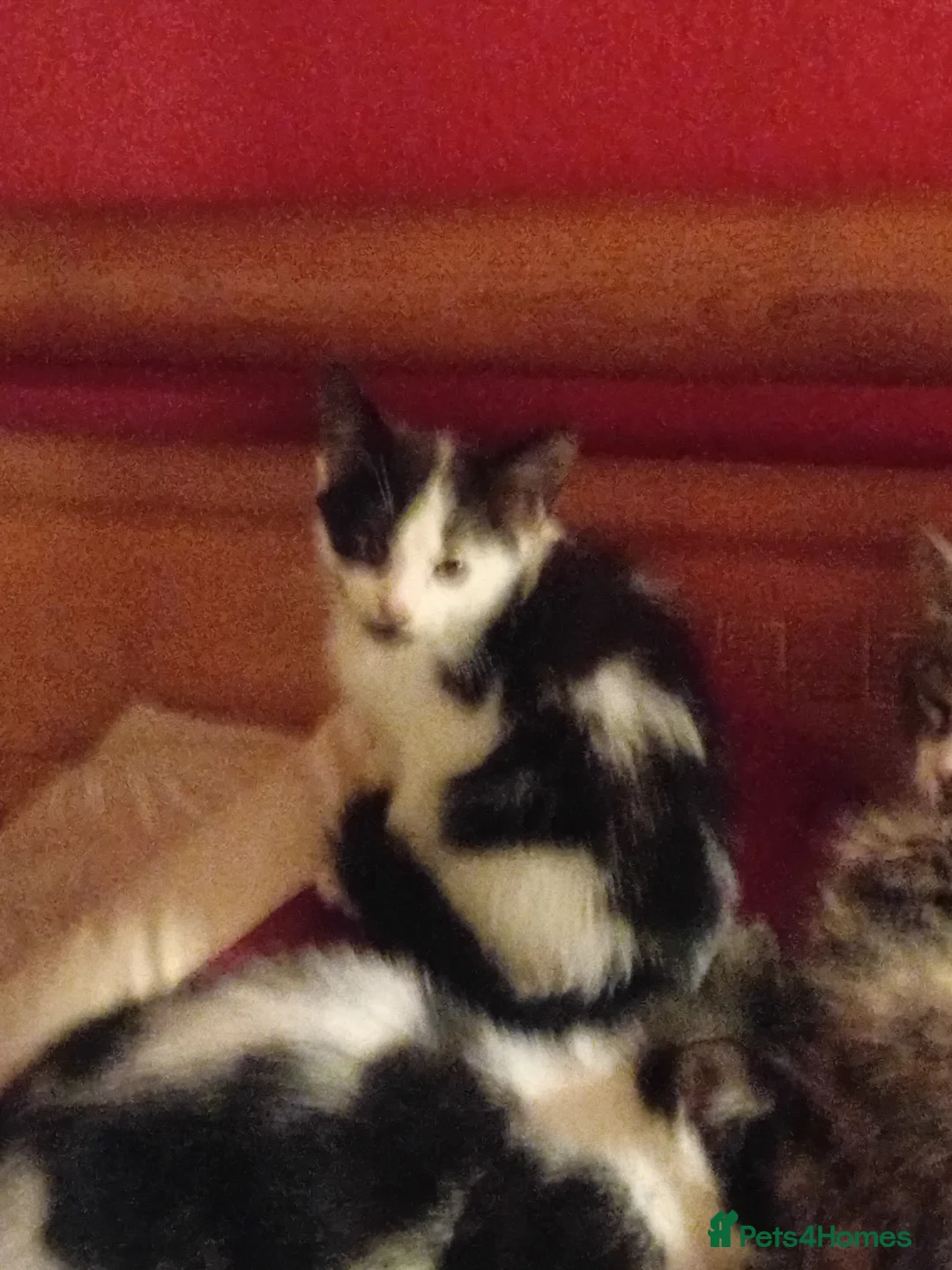 Domestic Shorthair cats for sale: Mixture of cats and kittens - Advert 4