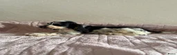 Cocker Spaniel dogs for sale: KC Ticked Show type cocker Spaniel READY NOW  - Advert 13