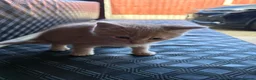 Mixed Breed cats for sale: 3 lovely female kittens - Advert 9