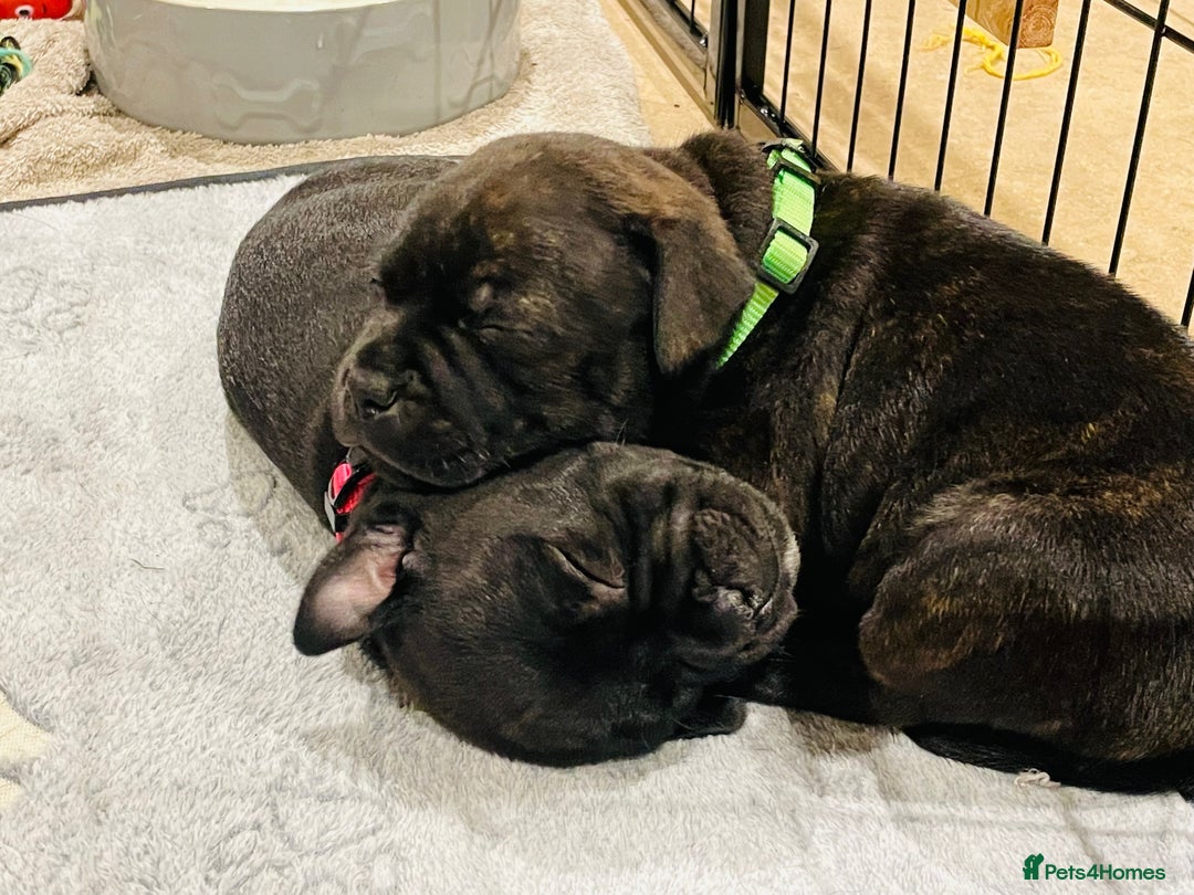 Staffordshire Bull Terrier dogs for sale: KC Reg - Only 1 Boy Available  - Advert 9