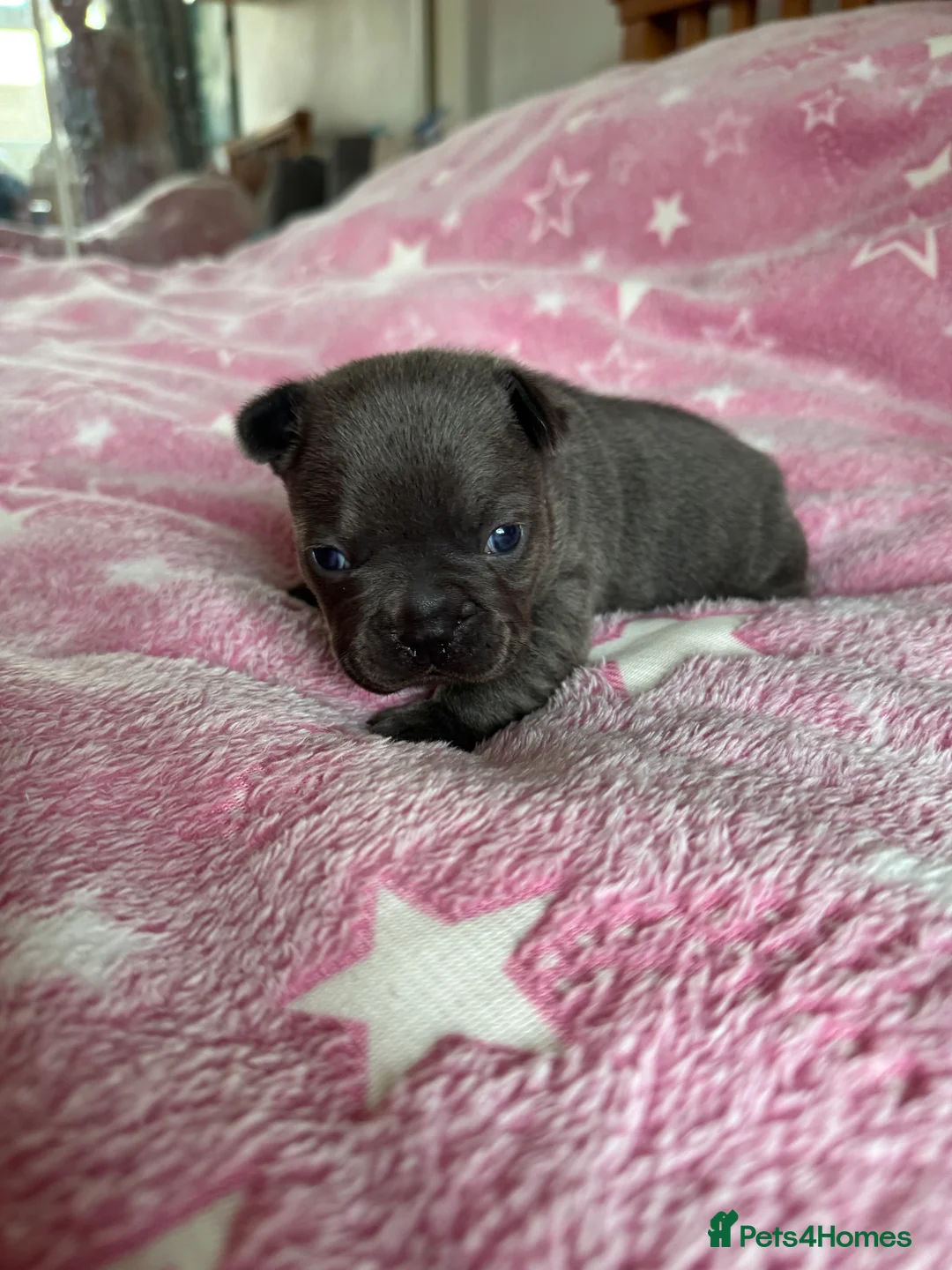 French Bulldog dogs for sale: French Bulldog Puppies – Loving Family Homes Only - Advert 10
