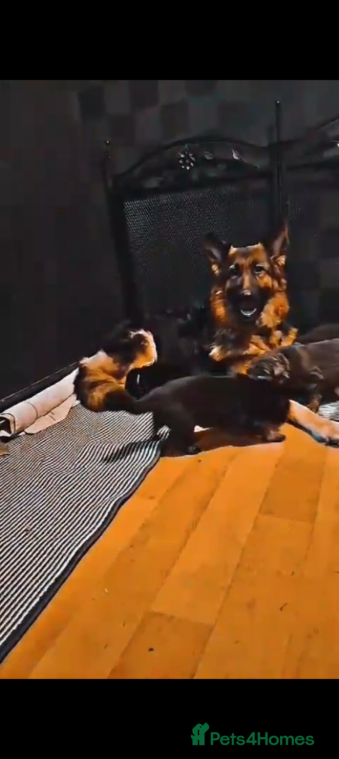 German Shepherd dogs for sale: German Shepherd Puppy's  - Advert 21