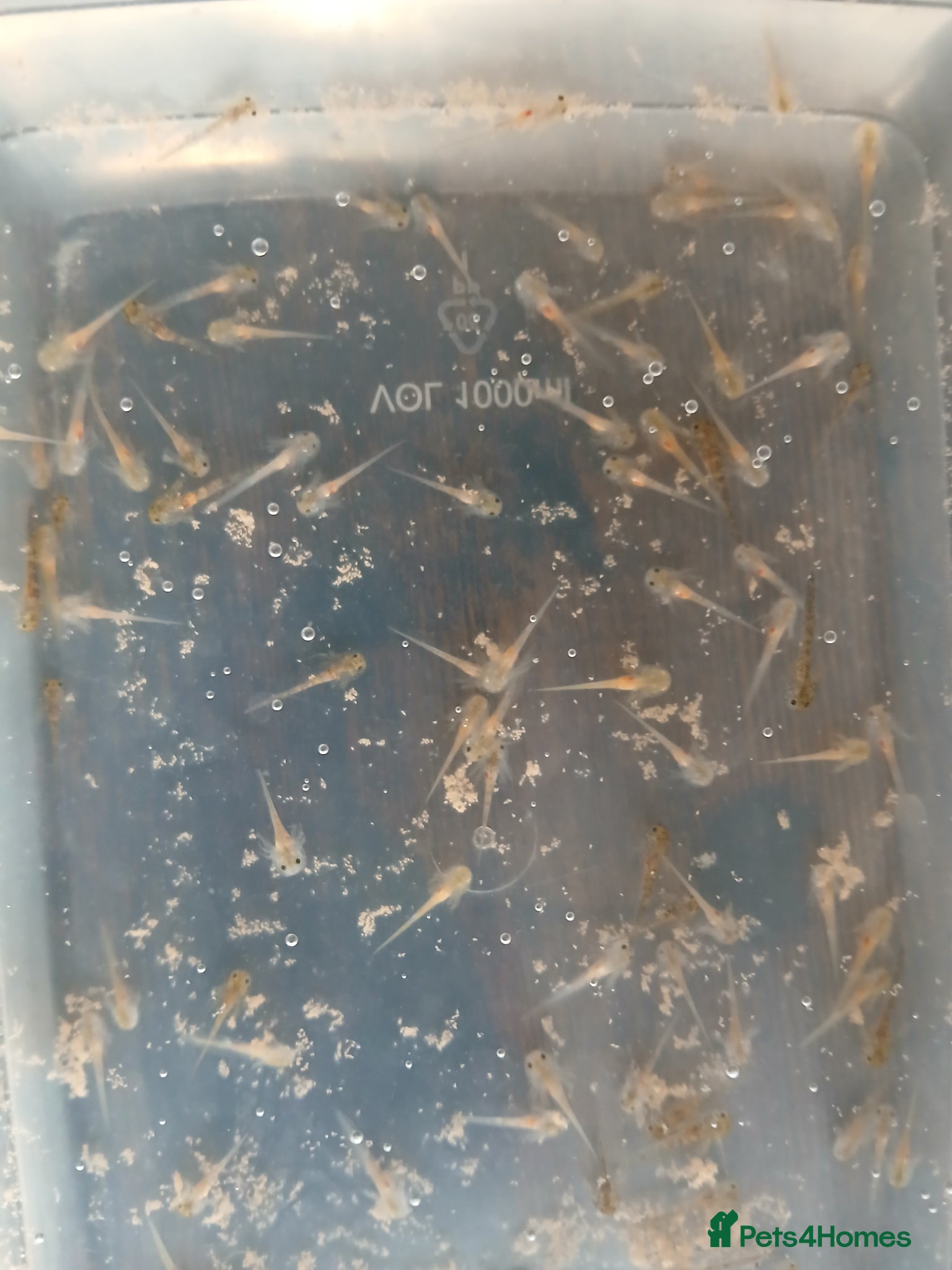 Axolotl reptiles 1x male 2x female axolotls 1 year old - Advert 10