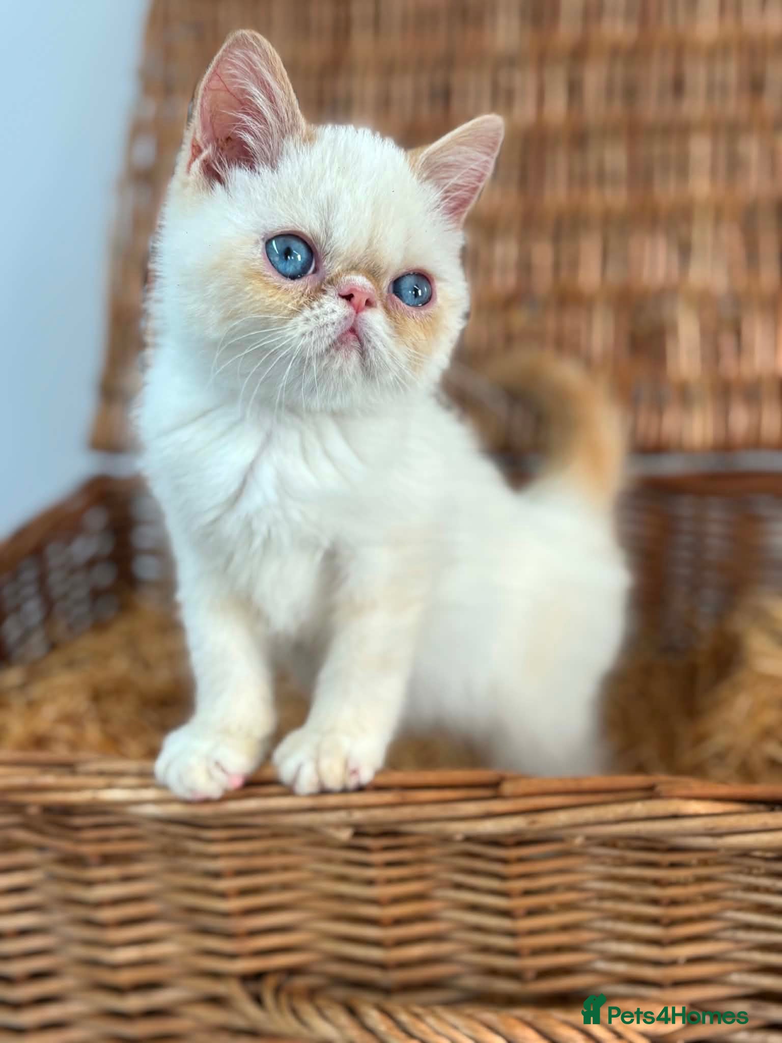 Exotic cats Stunning exotic kittens high quality m - Advert 6