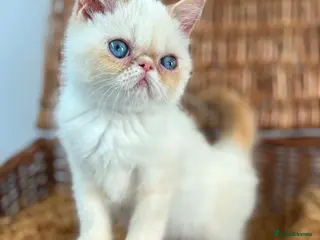 Exotic cats Stunning exotic kittens high quality m - Advert 6