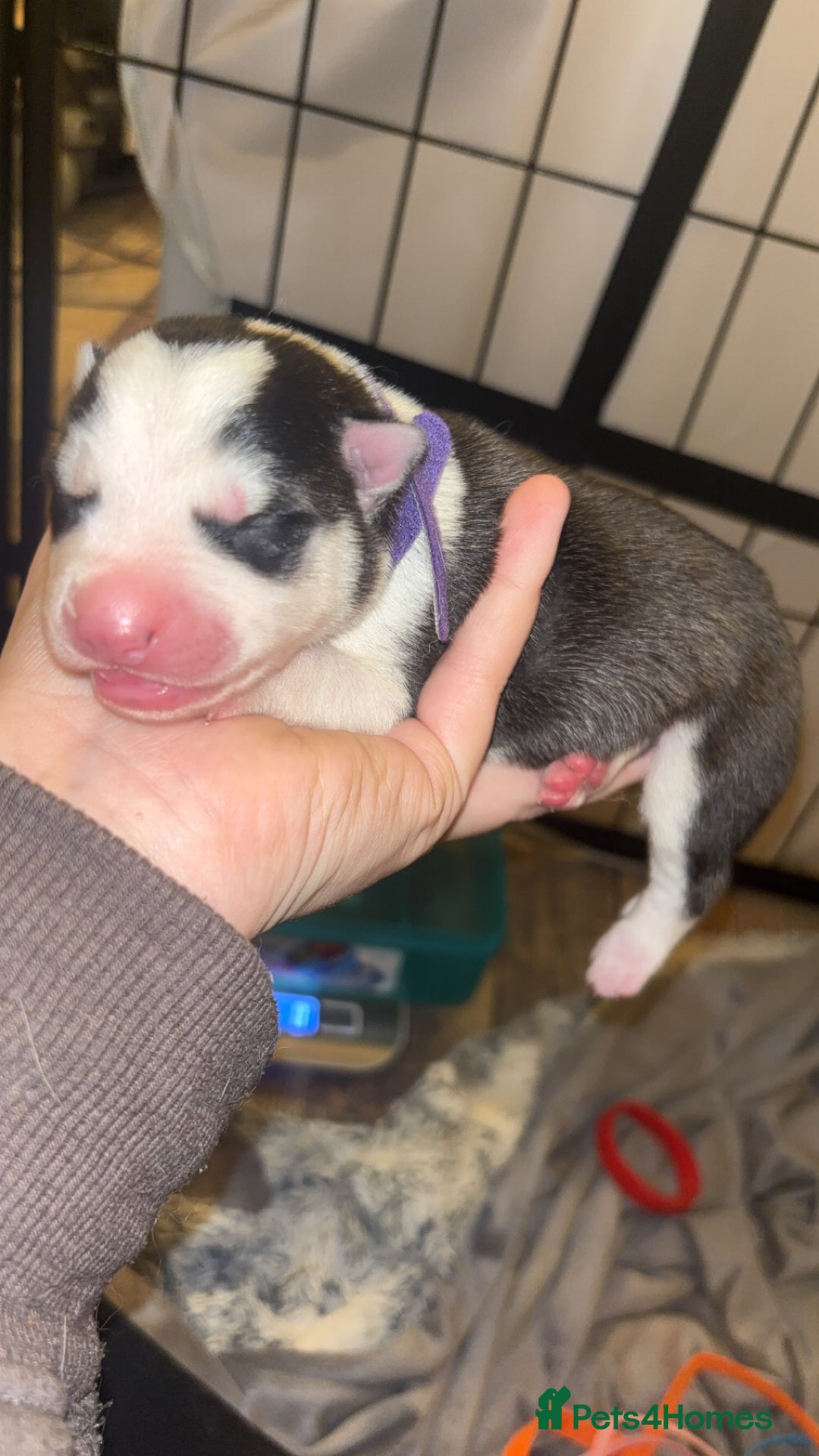 Siberian Husky dogs for sale: 6 Beautiful Siberian Husky’s ❤️ - Advert 6