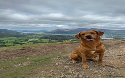 Labrador Retriever dogs for sale: KC Labrador puppies - Advert 1