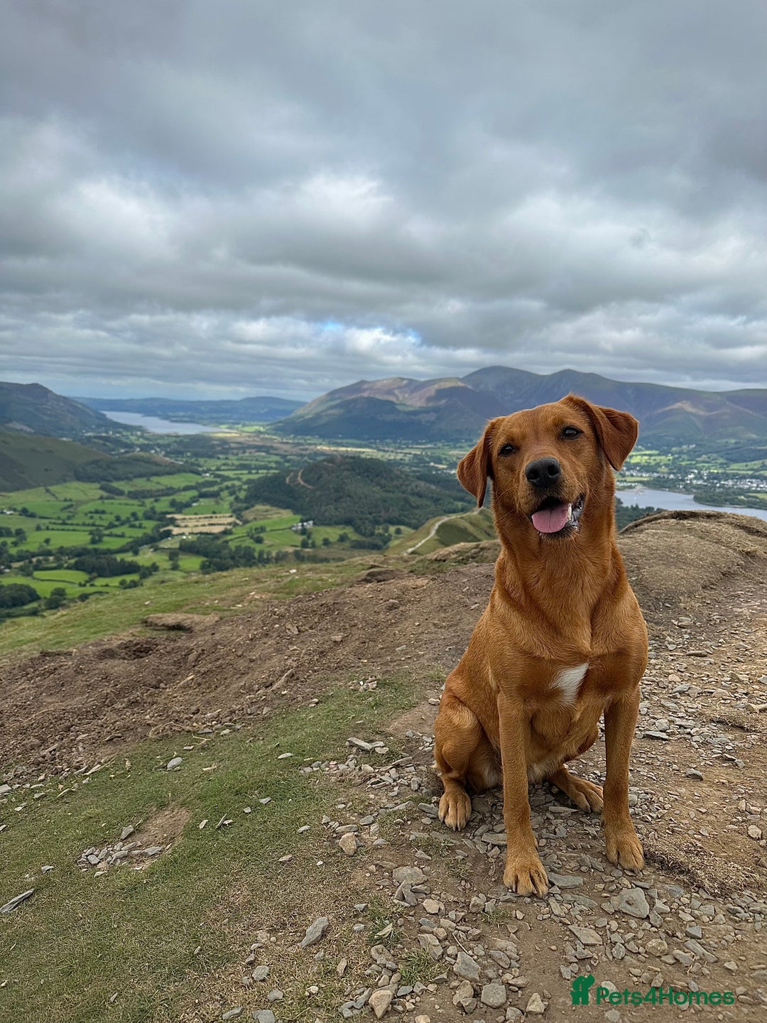 Labrador Retriever dogs for sale: KC Labrador puppies - Advert 1