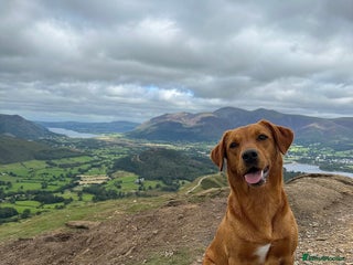 Labrador Retriever dogs for sale: KC Labrador puppies - Advert 1