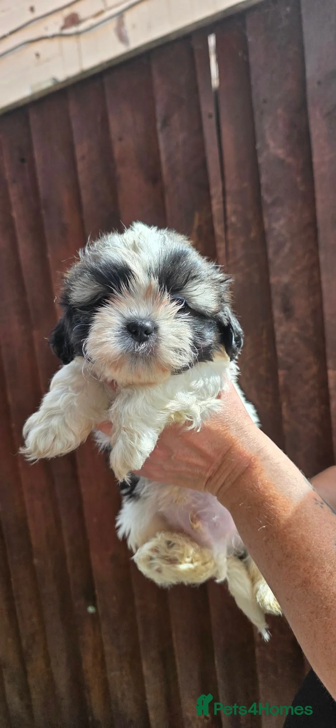 Shih Tzu dogs for sale: Beautiful Shih-Tzus. Girls and boys. in Grimsby - Advert 2