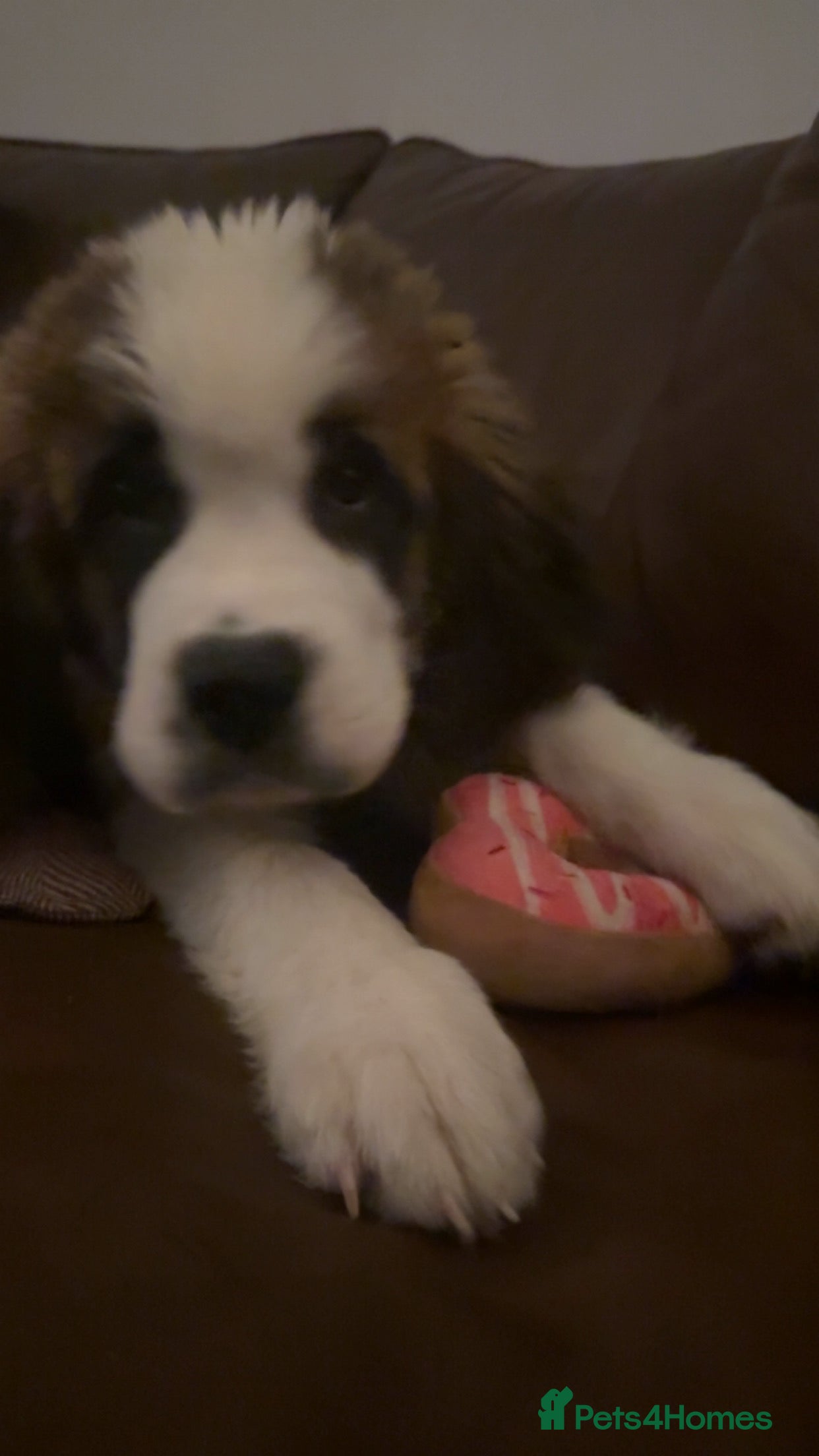 Saint Bernard dogs Beautiful Saint Bernard baby bears for sale - Advert 1
