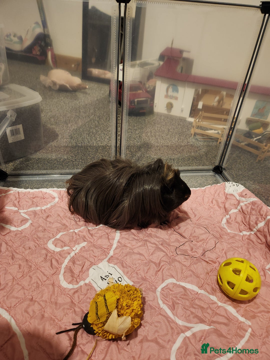 Guinea Pig rodents for sale: Long haired Guinea pig  - Advert 8