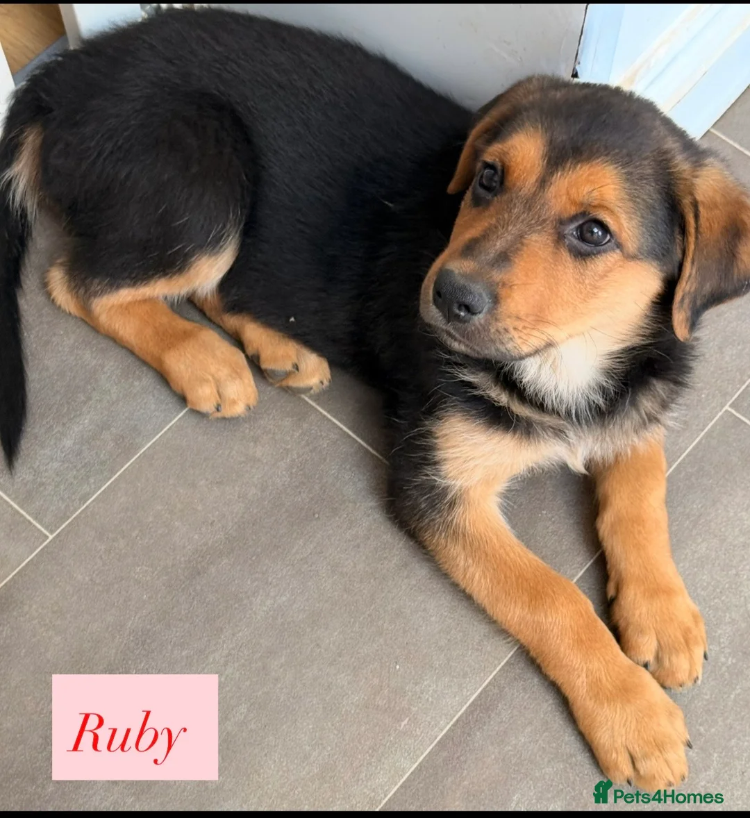 Mixed Breed dogs for sale:  Stunning Rottweiler × German Shepherd Puppies - Advert 1
