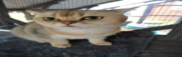 British Shorthair cats for sale: Two male cats brothers - Advert 10