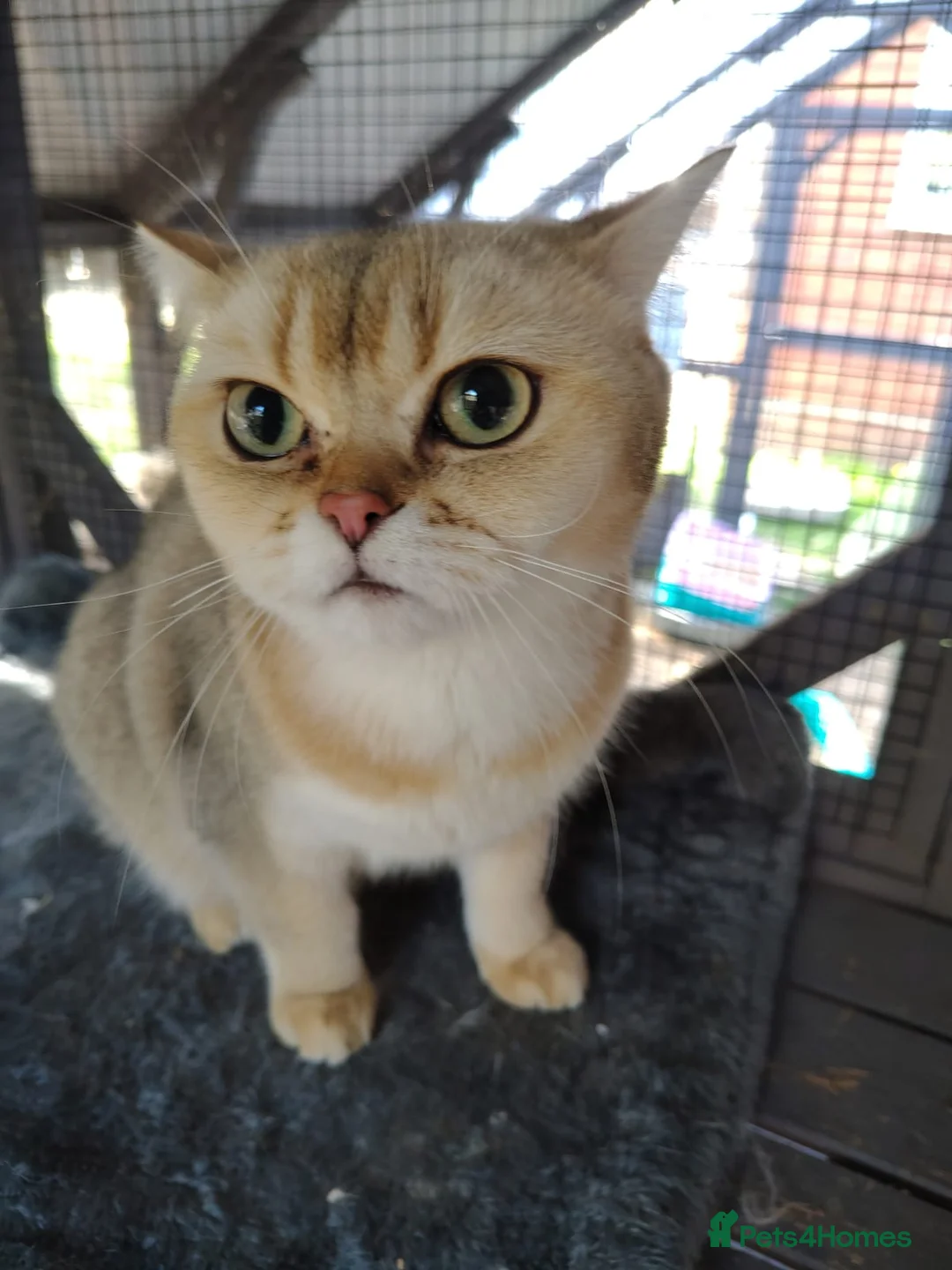 British Shorthair cats for sale: Two male cats brothers - Advert 10