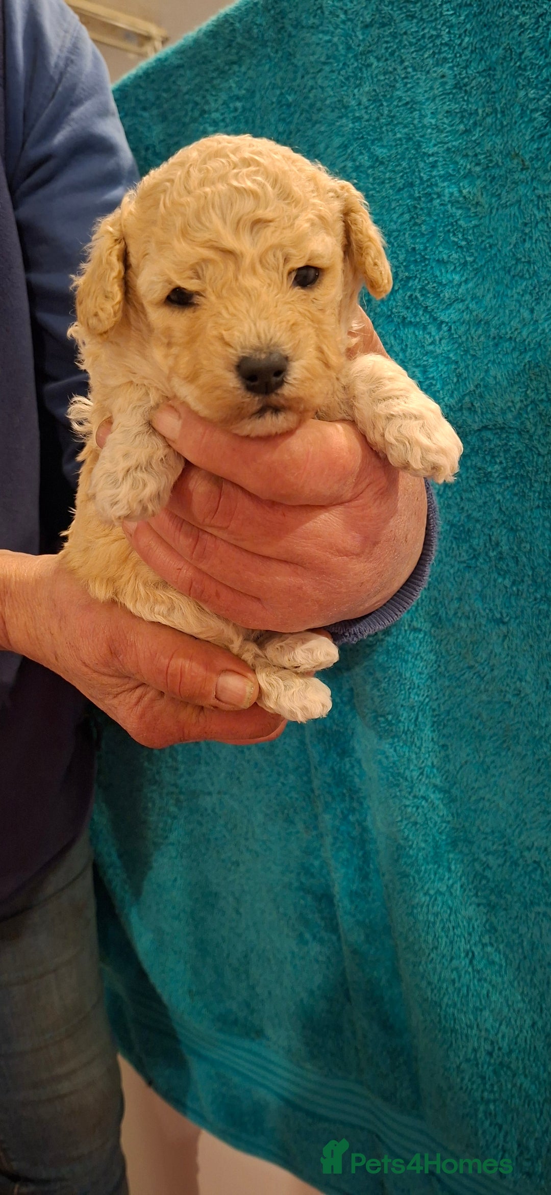 Poochon dogs for sale: Beautiful mini poodle x bichon frise puppies - Advert 9
