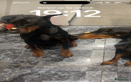 Dobermann dogs for sale: ⭐️DOBERMAN🐾PUPPIES⭐️🐶AVAILABLE🐾MID🐾SEPTEMBER🐶 - Image 5