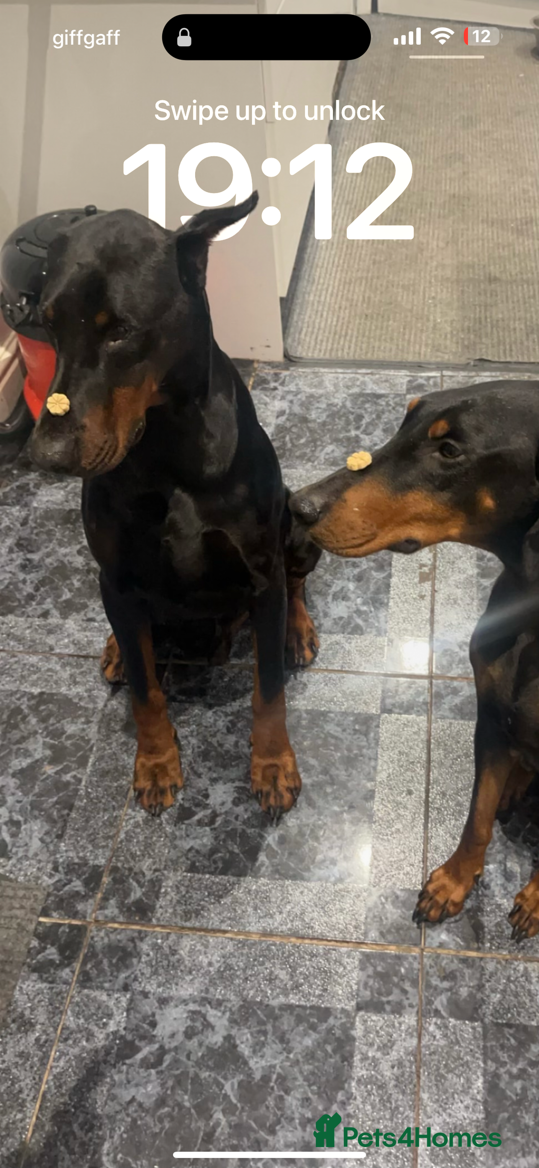 Dobermann dogs for sale: ⭐️DOBERMAN🐾PUPPIES⭐️🐶AVAILABLE🐾MID🐾SEPTEMBER🐶 - Image 5