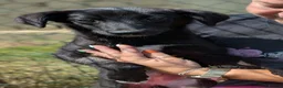 Mixed Breed dogs for adoption: Purple for adoption - Advert 3