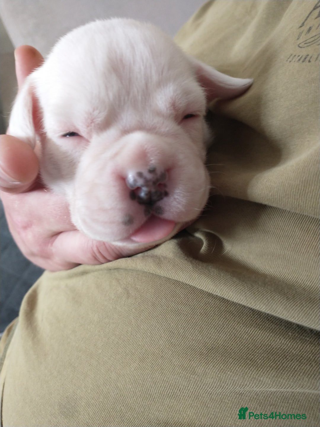 Boxer dogs for sale: KC REG boxer girl with bob tail - Image 2