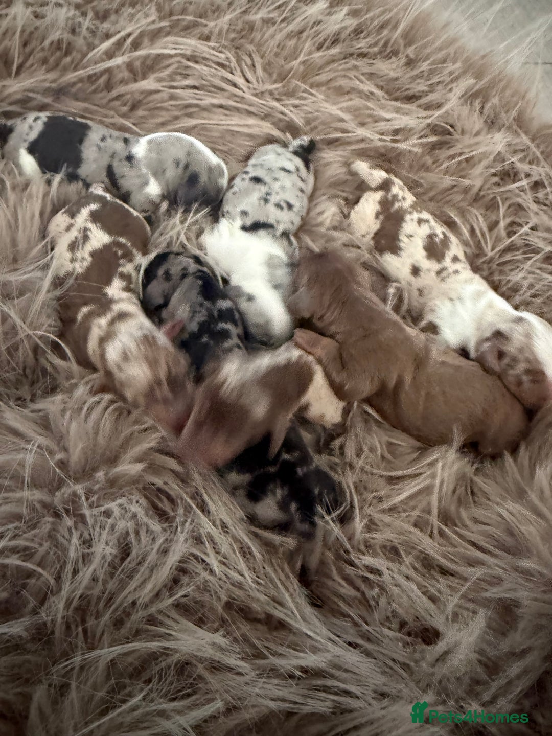 Miniature Dachshund dogs for sale: 🐾 5 Mini Dachshunds 4 dappled, 1 choc 🐾 - Advert 12