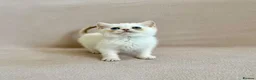 British Shorthair cats for sale: 🐾 Purebred Golden BSH kittens 🐾  in Leeds - Advert 16
