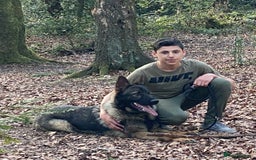 German Shepherd dogs for sale: TOP CHAMPION LINE GERMAN SHEPHERD PUPPIES FOR SALE - Advert 7