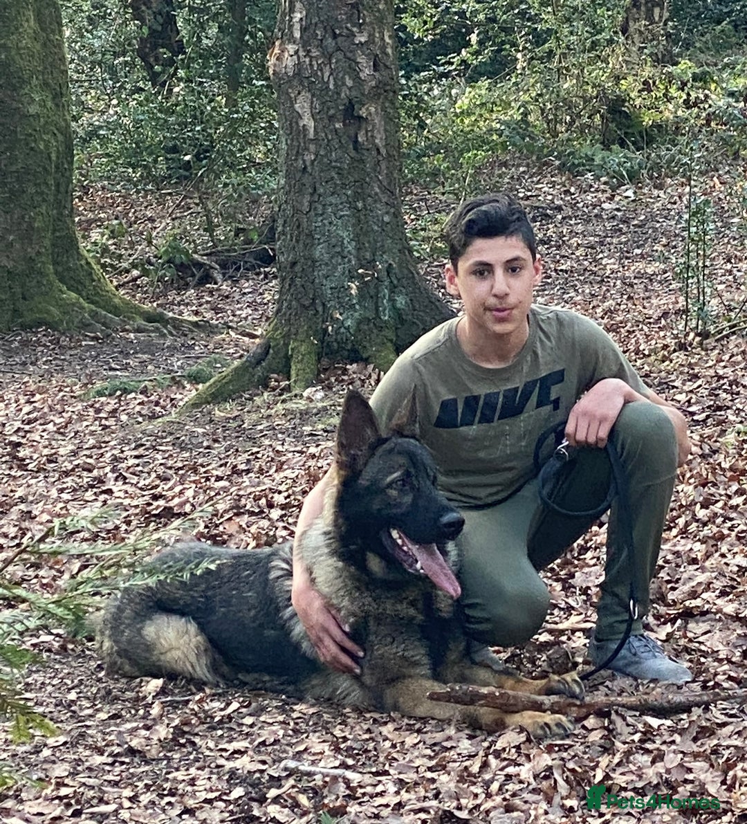 German Shepherd dogs for sale: TOP CHAMPION LINE GERMAN SHEPHERD PUPPIES FOR SALE - Advert 7